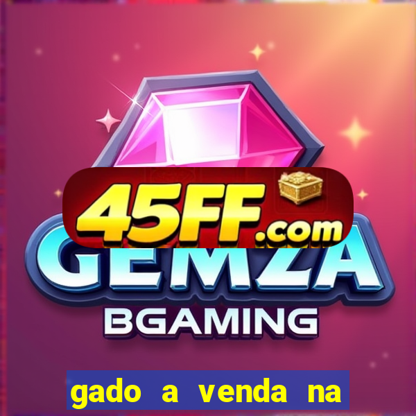 gado a venda na bahia olx